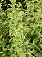 Zauschneria Californica (fam Onagracees) (Am. du nord) (5) (Photo F. Mrugala)